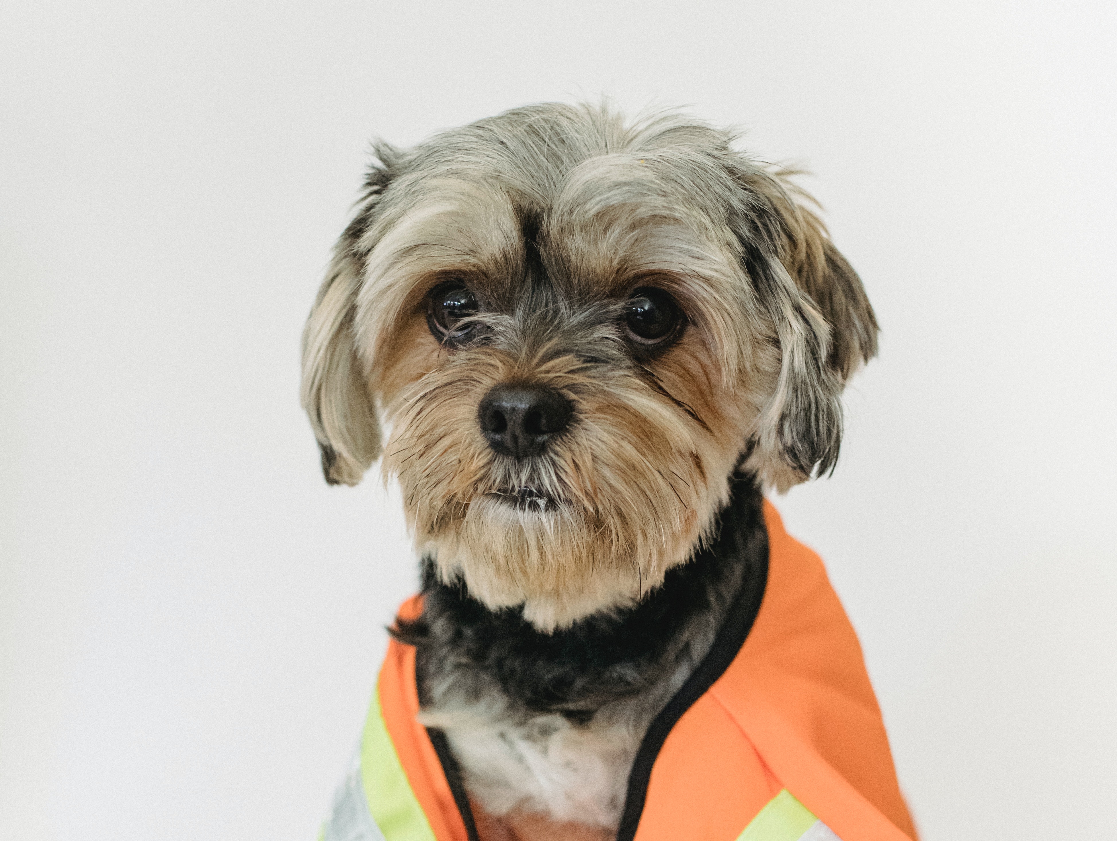 Picture of dog in a builder's outfit