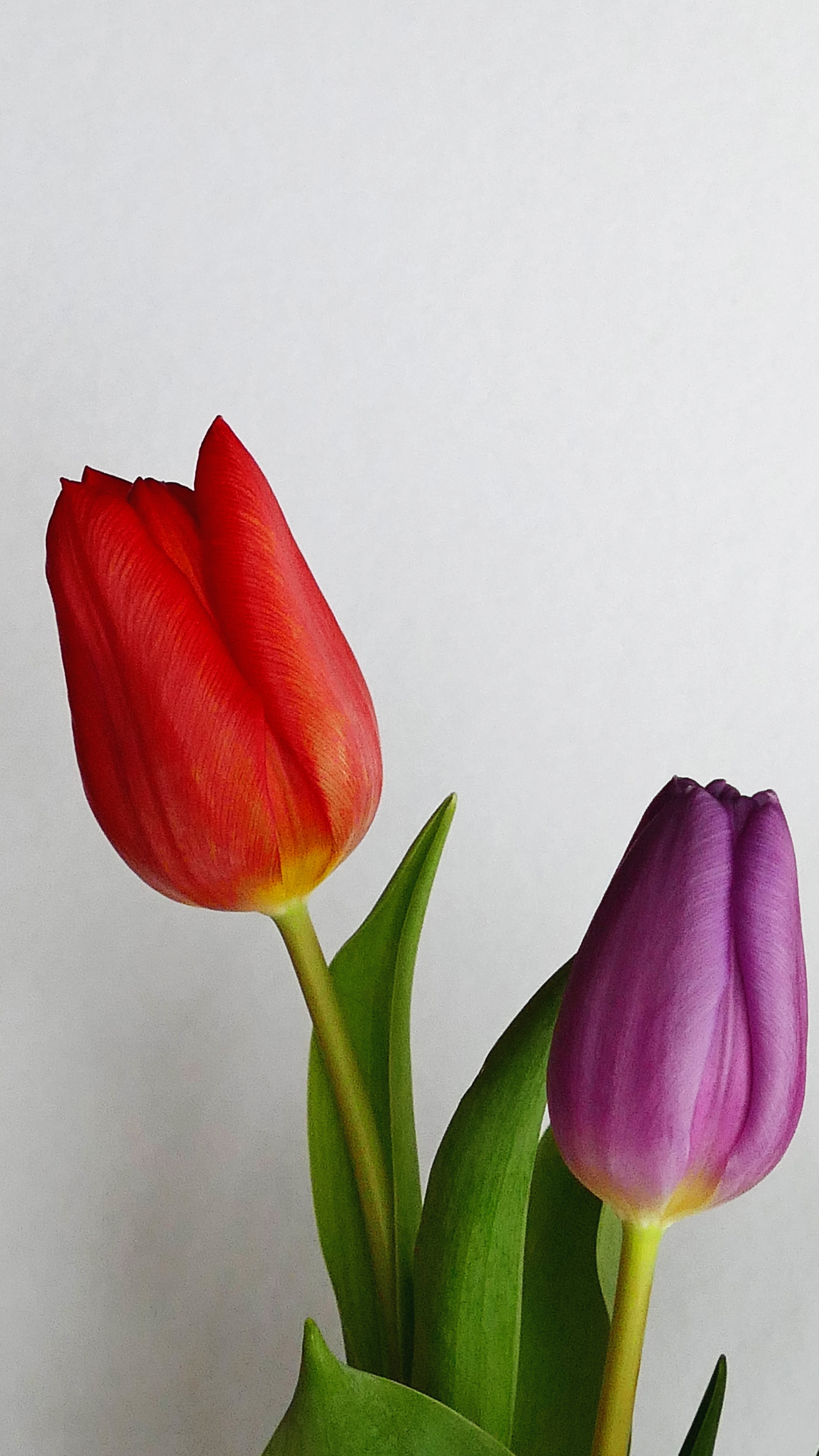 Picture of two Tulip flowers.